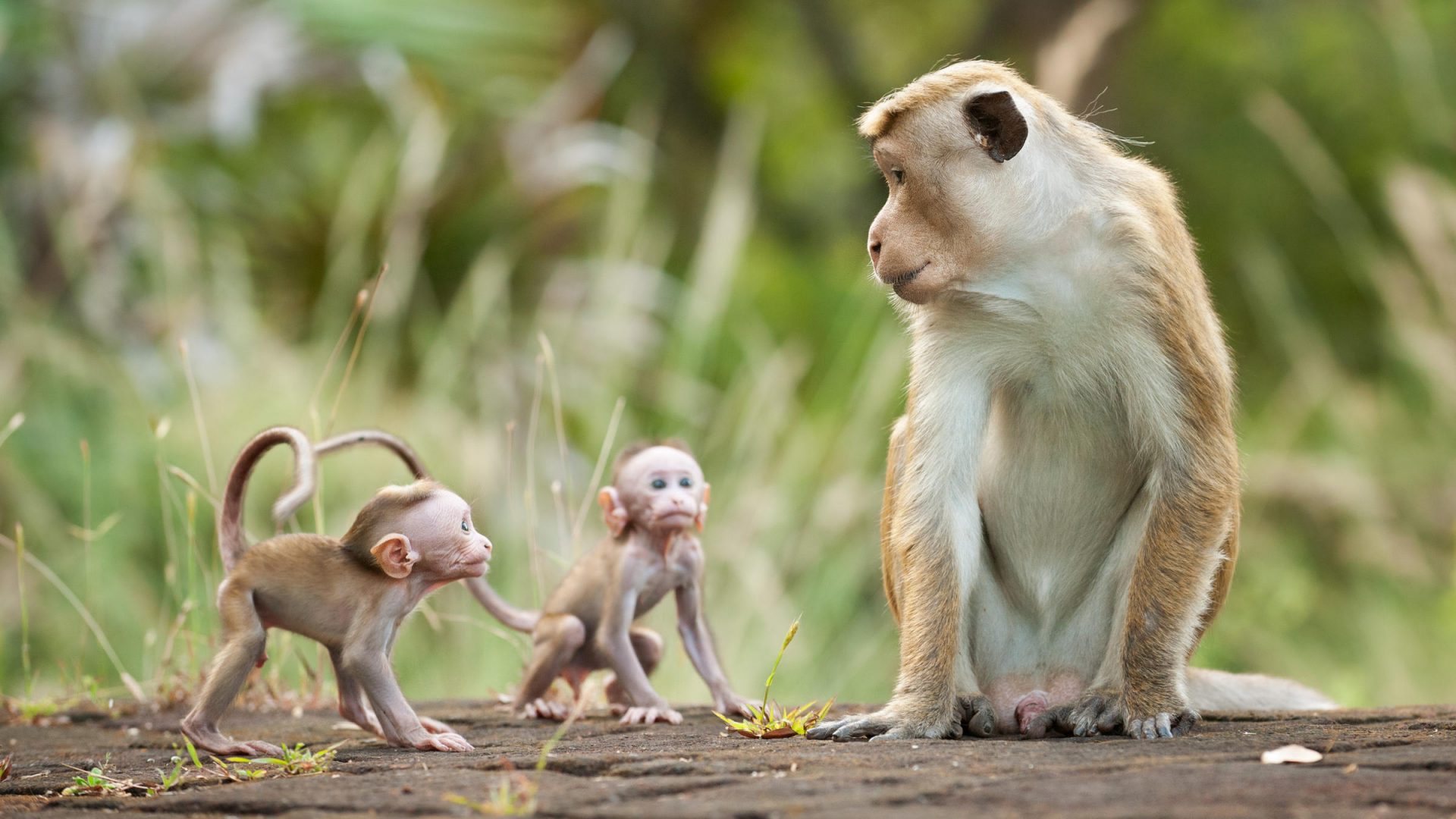 Hình ảnh con khỉ dễ thương ngộ nghĩnh đẹp nhất thế giới