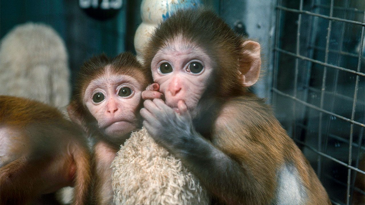 Khám phá hơn 103 hình ảnh con khỉ dễ thương hay nhất - Tin Học Vui