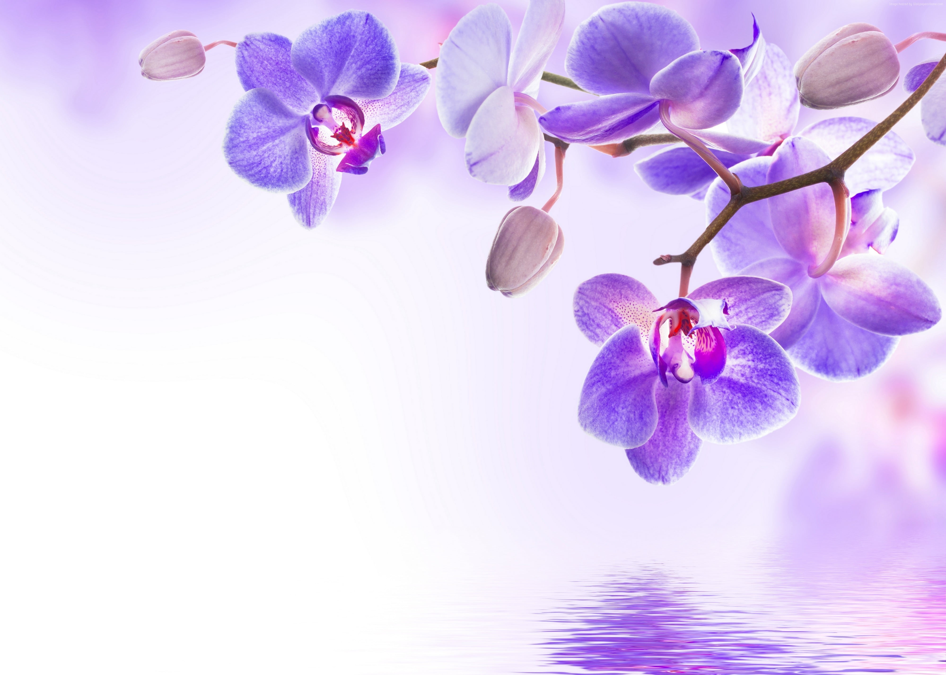 Hình ảnh hoa phong lan tím đẹp sẽ khiến bạn say mê vì sự tinh tế và huyền bí của nó. Hãy ngắm nhìn hình ảnh hoa phong lan tím đẹp để tận hưởng cảm giác yên bình và thanh tịnh.