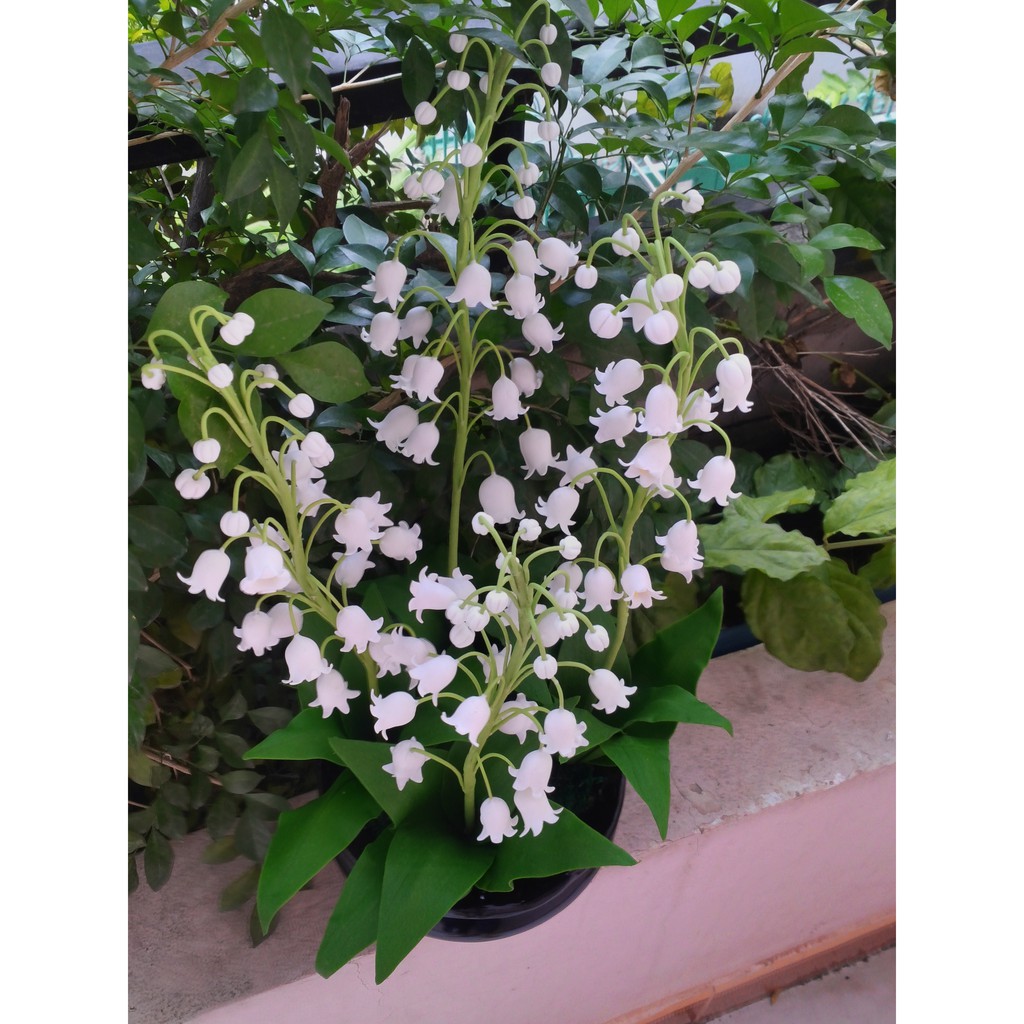 Hình ảnh hoa lan chuông trắng đẹp nhất 57
