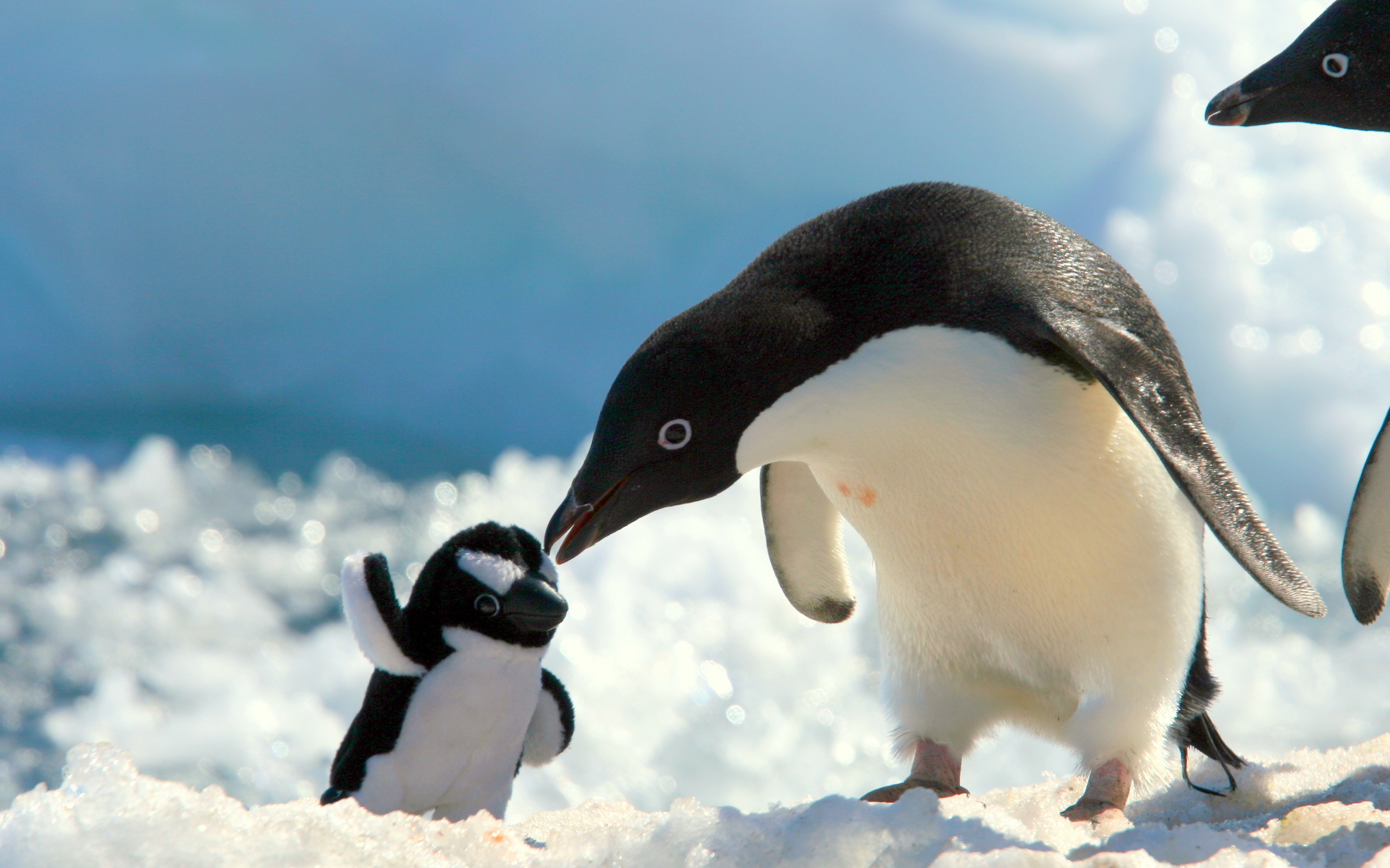 Những hình ảnh con chim cánh cụt đẹp nhất