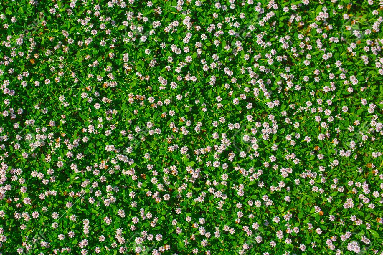 8 mẹo chụp ảnh những loài hoa cỏ dễ thương ngoài thiên nhiên