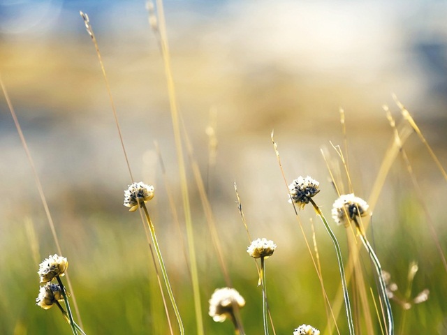 Hình ảnh miễn phí Hoa cỏ thiên nhiên lĩnh vực đồng cỏ