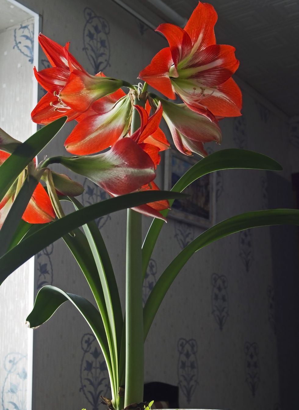 Hình ảnh hoa loa kèn đỏ đẹp nhất - Ảnh đẹp hoa lily