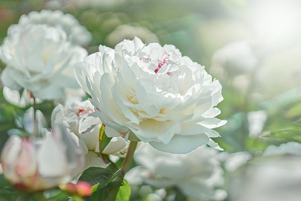 Hình ảnh hoa mẫu đơn trắng đẹp nhất 8