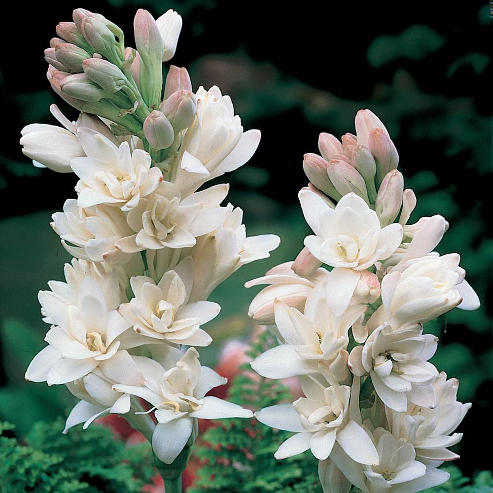 Hình ảnh hoa huệ trắng đẹp nhất - Ảnh đẹp hoa huệ
