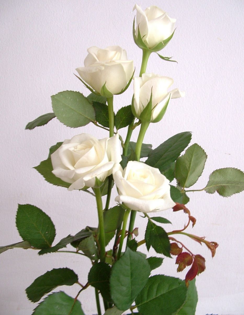 Bộ sưu tập hình ảnh hoa hồng trắng tuyệt đẹp với hơn 999+ hình ảnh ...