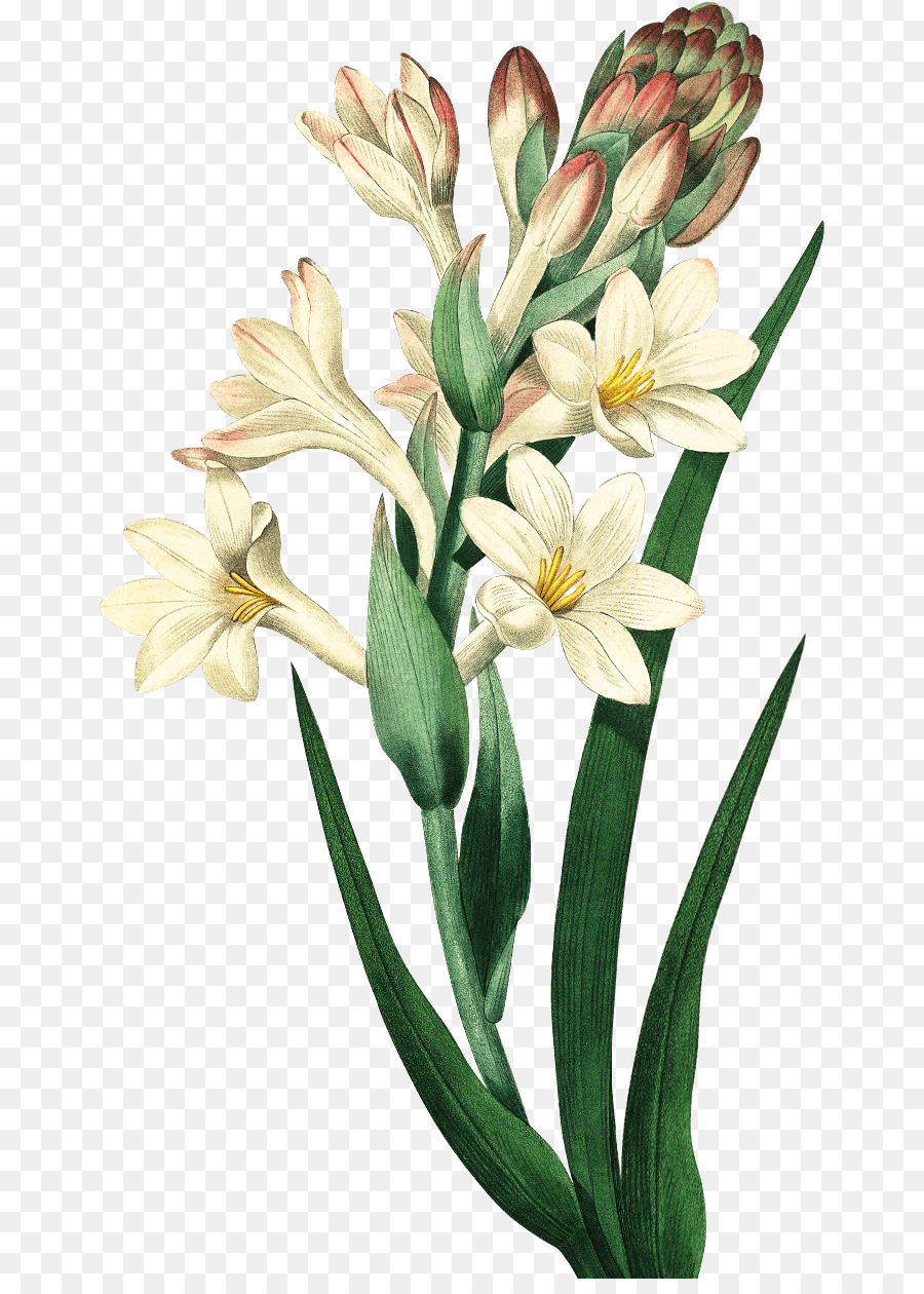 Hình ảnh hoa huệ trắng đẹp nhất - Ảnh đẹp hoa huệ