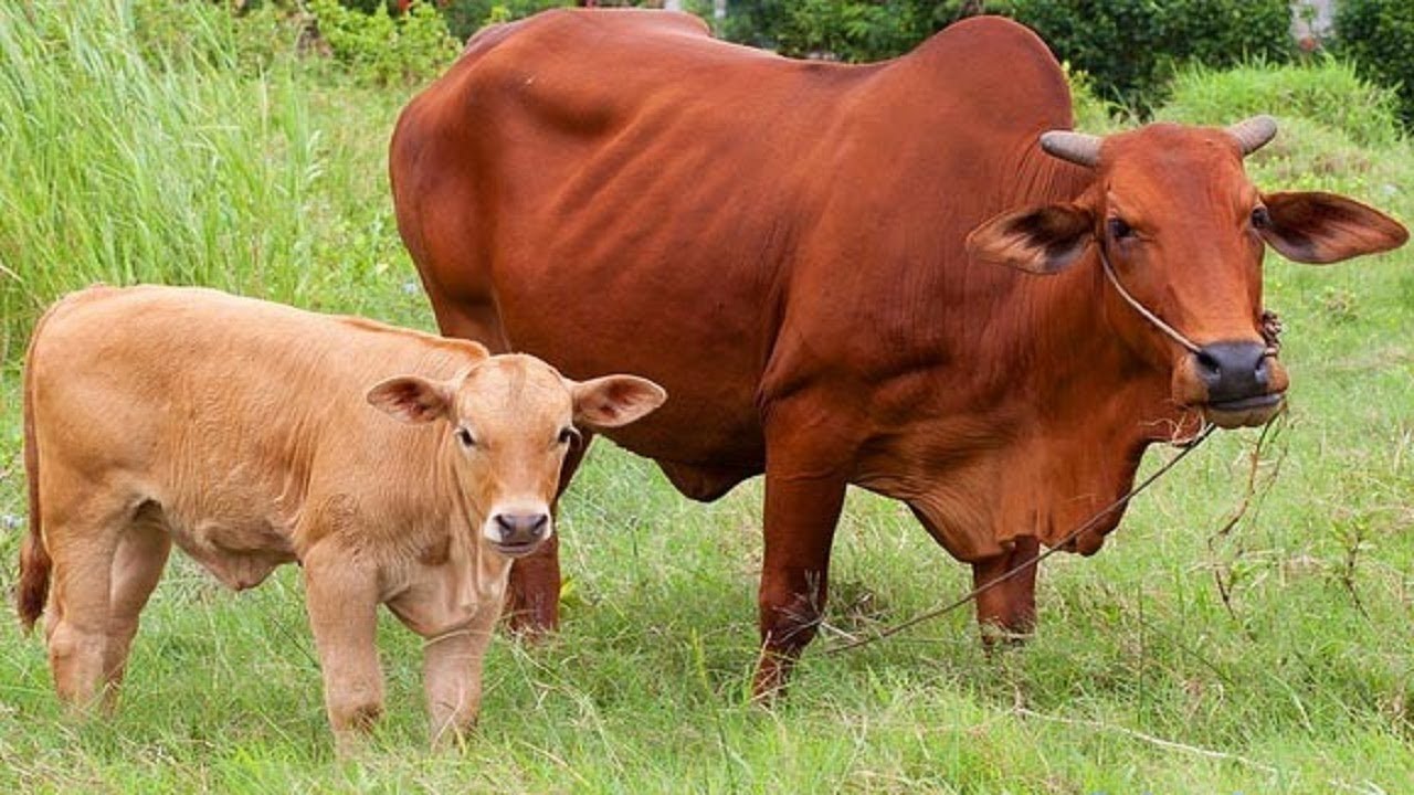Cập nhật nhiều hơn 99 hình ảnh con bò mới nhất  Tin Học Vui