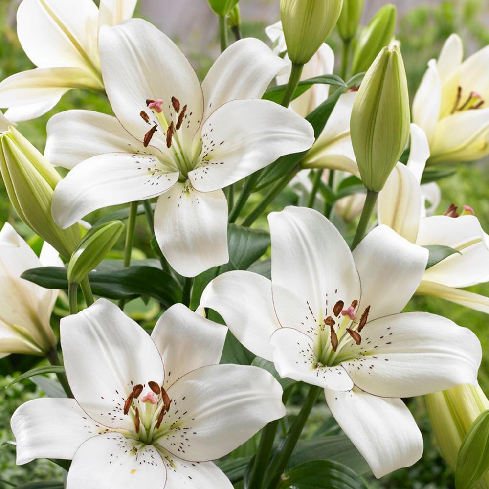 Hãy tìm hiểu về sự thanh khiết và tinh khôi của hoa trắng bách hợp thông qua các bức ảnh đẹp. Ngắm nhìn cánh hoa trắng tinh tế và đặc biệt này sẽ khiến bạn cảm thấy thư thái và yên bình.