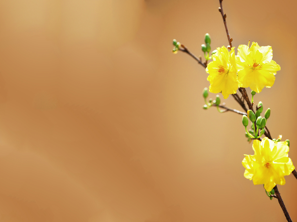 Hình nền hoa mùa xuân cực đẹp cho ngày Tết - Ảnh nền tết