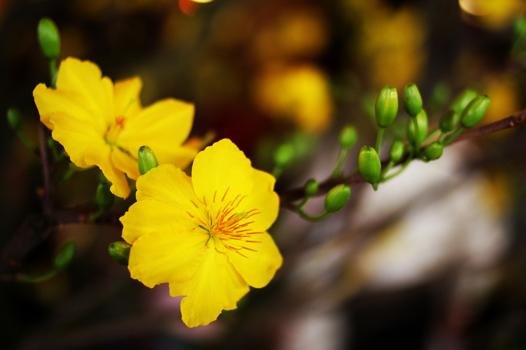 Hoa là biểu tượng cho sự tươi mới và thăng hoa, và chính vì thế, hình nền hoa mùa xuân sẽ là lựa chọn hoàn hảo để thể hiện tinh thần đón xuân. Hãy thưởng thức hình ảnh đầy màu sắc và sống động của những bông hoa xuân trên nền máy tính của bạn.
