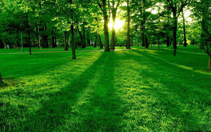 Tổng hợp hình ảnh bãi cỏ xanh đẹp  Ảnh đẹp thiên nhiên