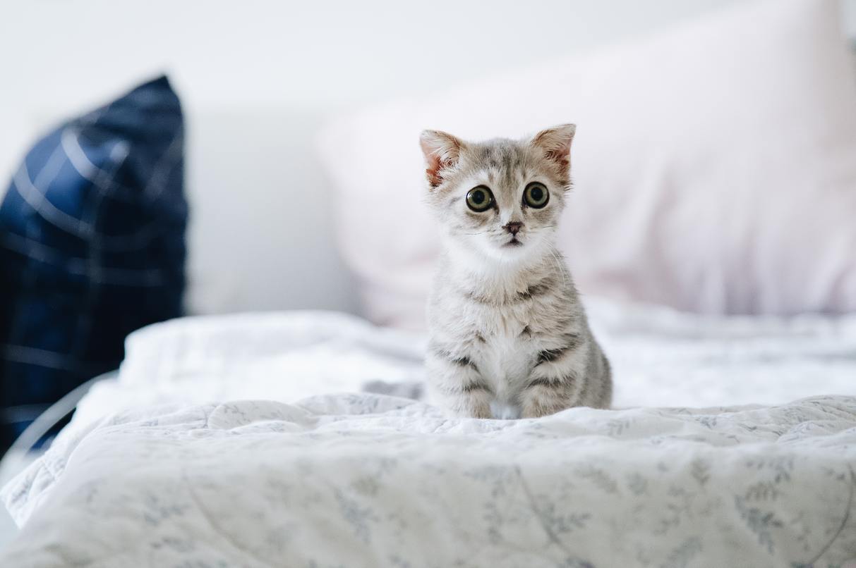 50 hình ảnh chú mèo buồn dễ thương và đáng yêu nhất