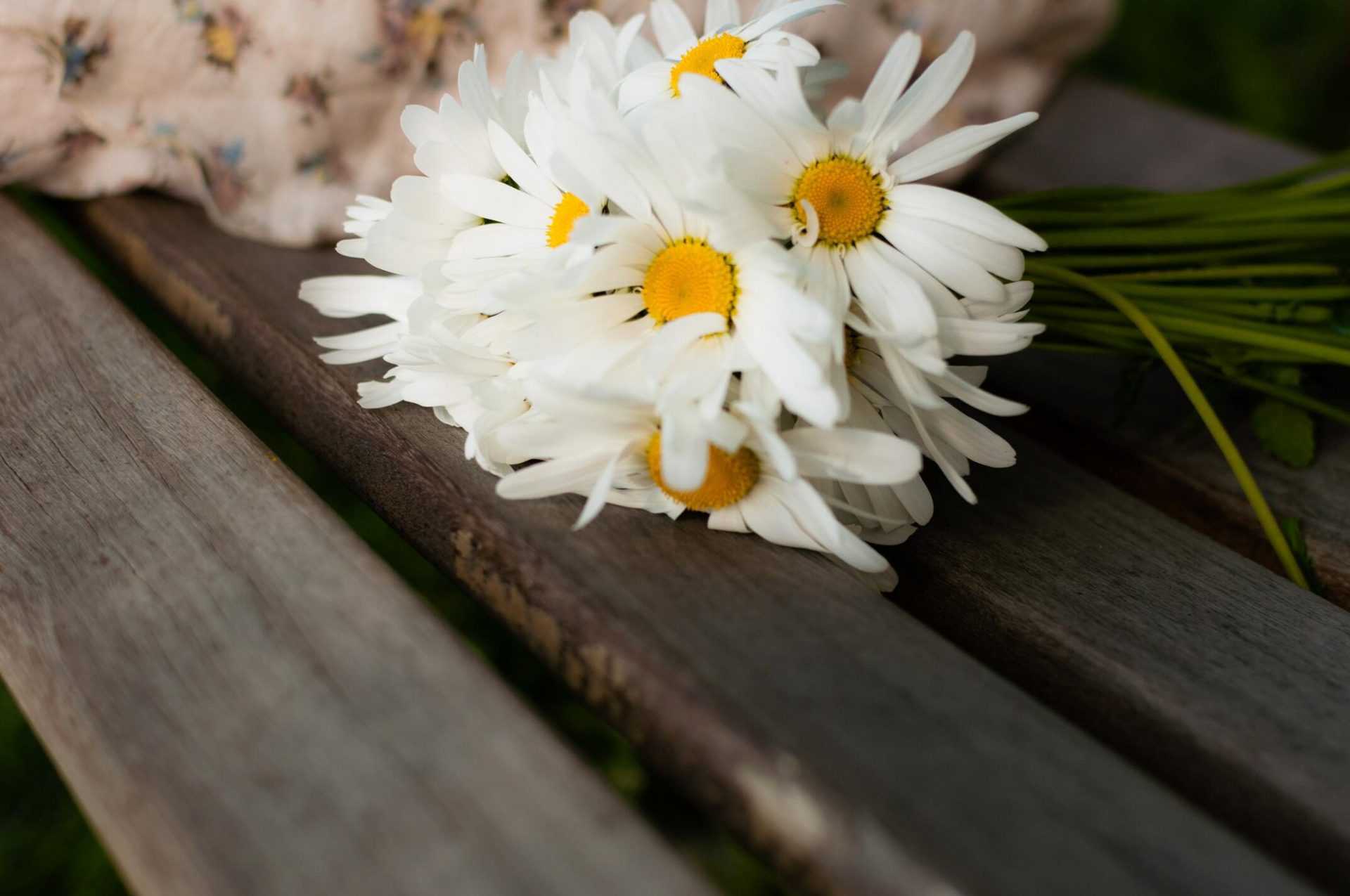 50+ hình ảnh hoa cúc dại tuyệt đẹp 4