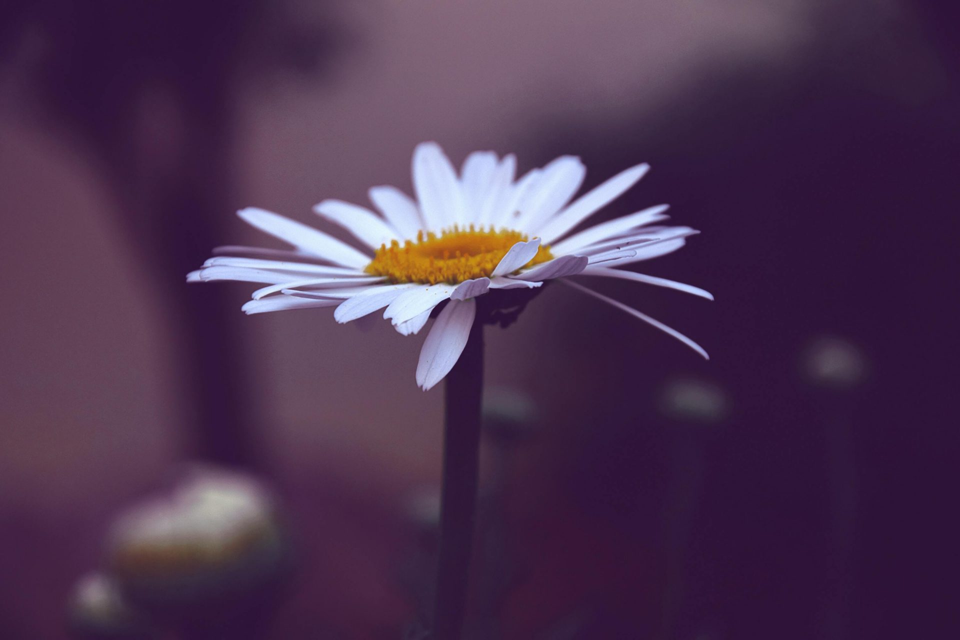 50+ hình ảnh hoa cúc dại tuyệt đẹp 5
