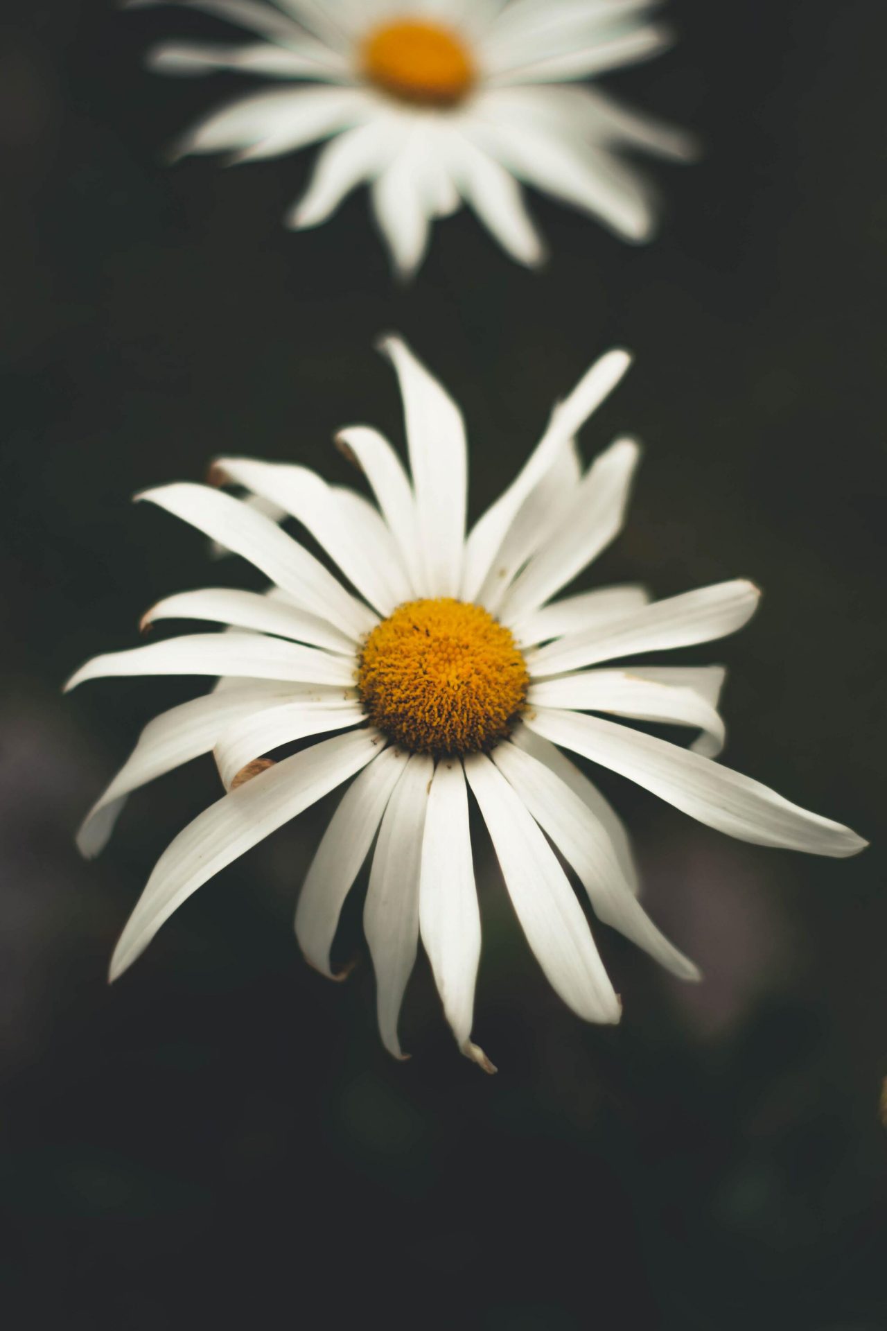 50+ hình ảnh hoa cúc dại tuyệt đẹp 6