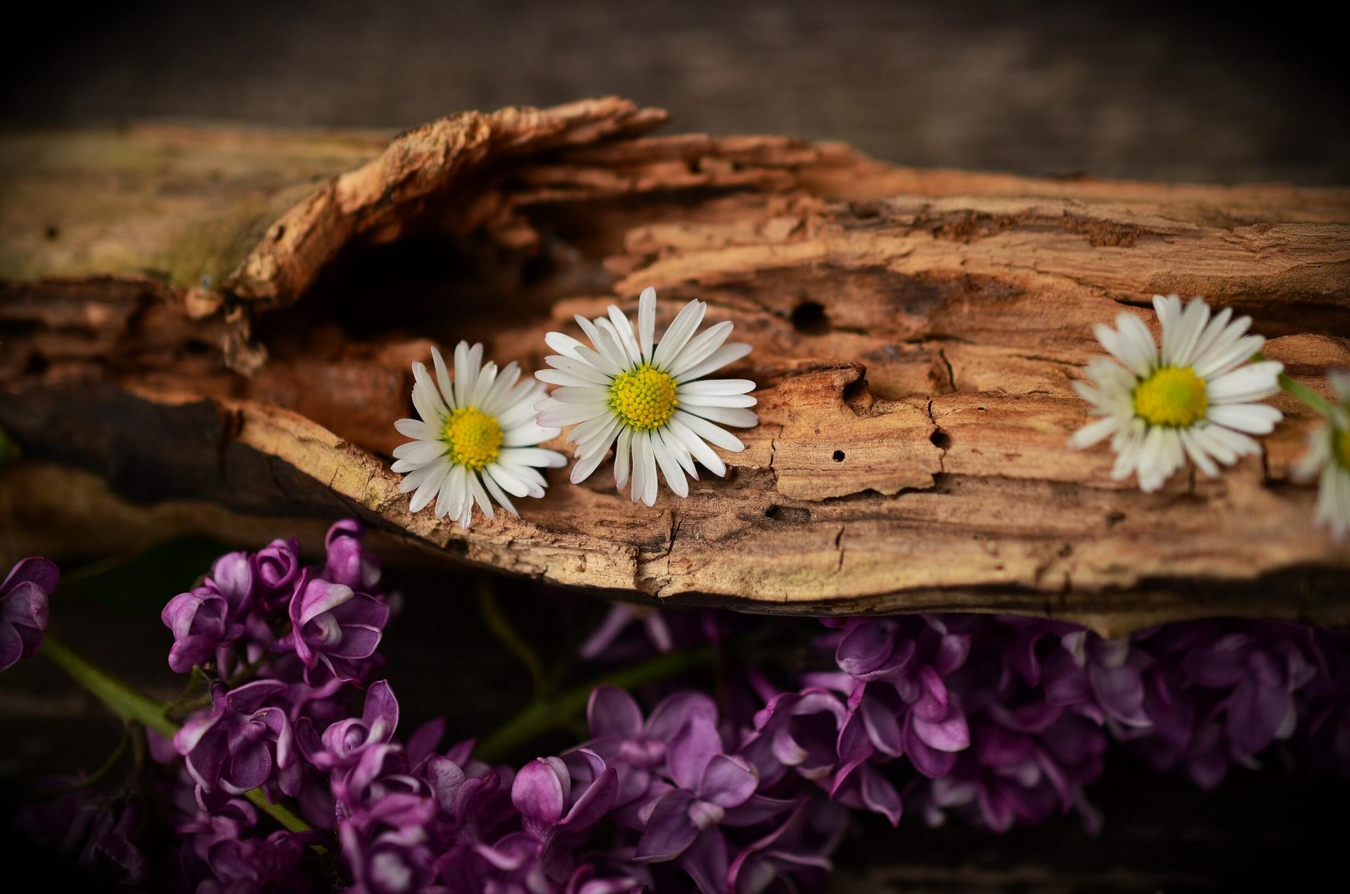 50+ hình ảnh hoa cúc dại tuyệt đẹp 8