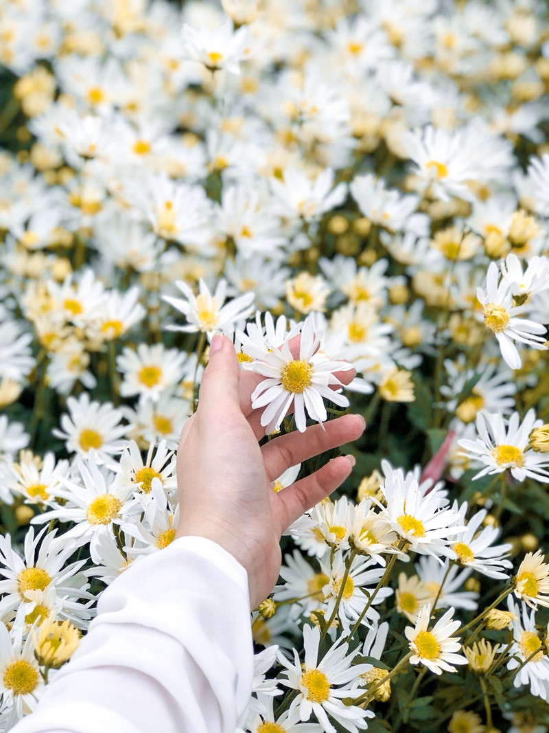 50+ hình ảnh hoa cúc dại tuyệt đẹp 10