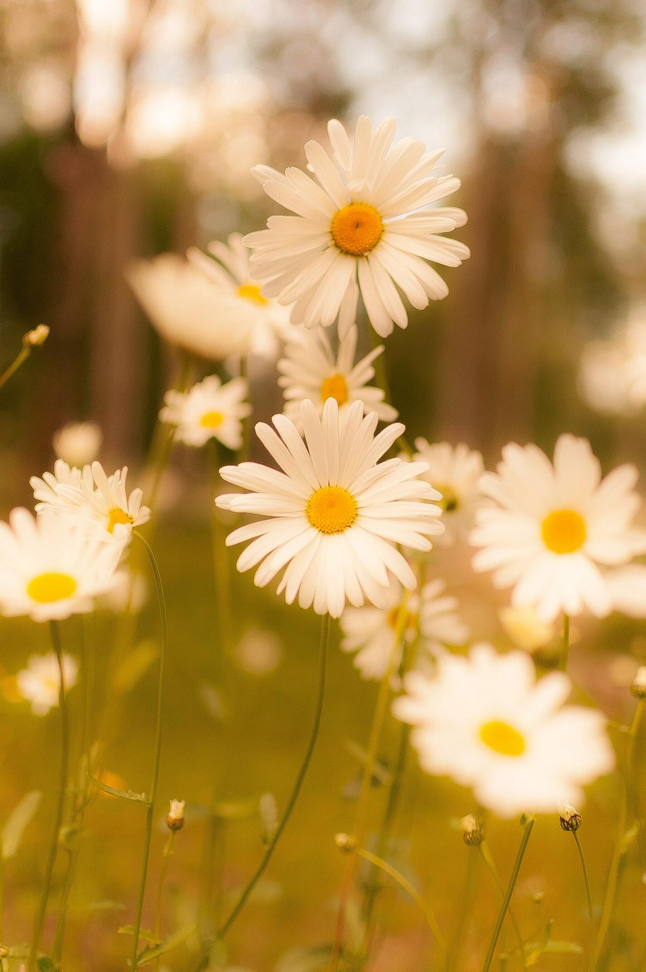 50+ hình ảnh hoa cúc dại tuyệt đẹp 11