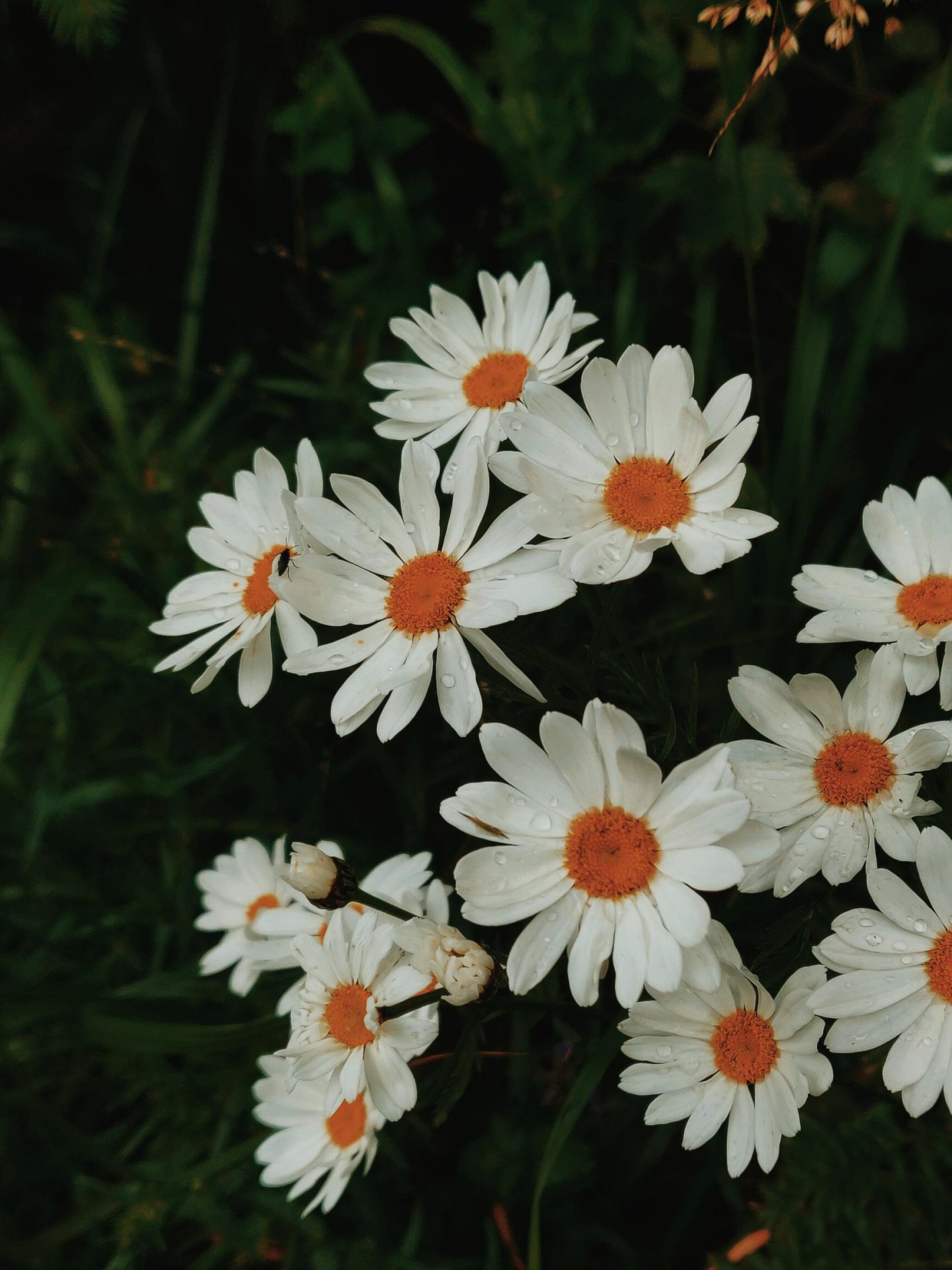50+ hình ảnh hoa cúc dại tuyệt đẹp 13