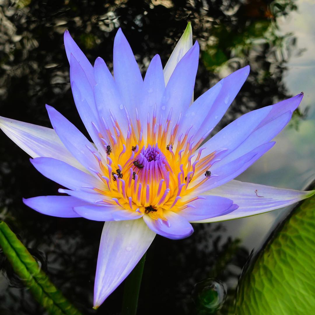 Bộ sưu tập hình ảnh hoa sen xanh đẹp nhất 12
