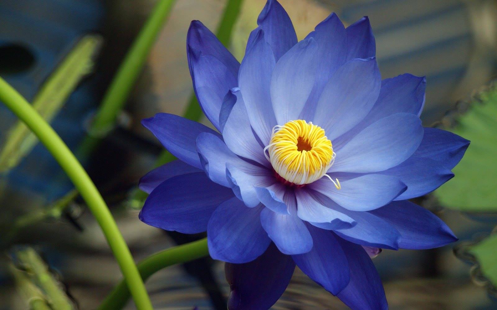 Bộ sưu tập hình ảnh hoa sen xanh đẹp nhất 13