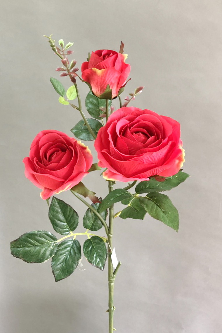 Top 300 Ảnh hoa hồng đẹp ĐỘC ĐÁO NHẤT thế giới