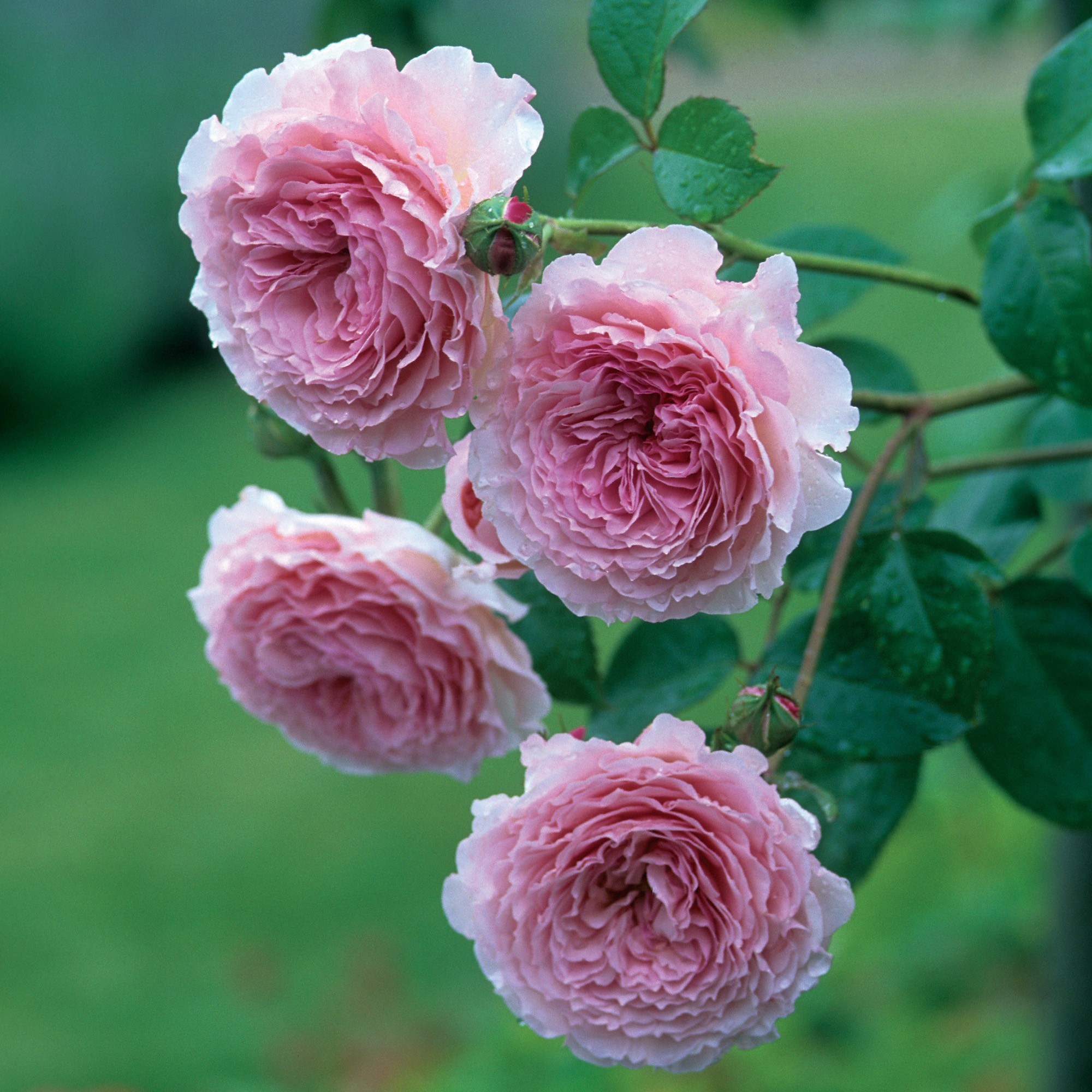 Bạn là tín đồ của hoa hồng leo? Bạn mong muốn tìm kiếm các bức ảnh đẹp nhất về loài hoa này? Hãy truy cập bộ sưu tập \