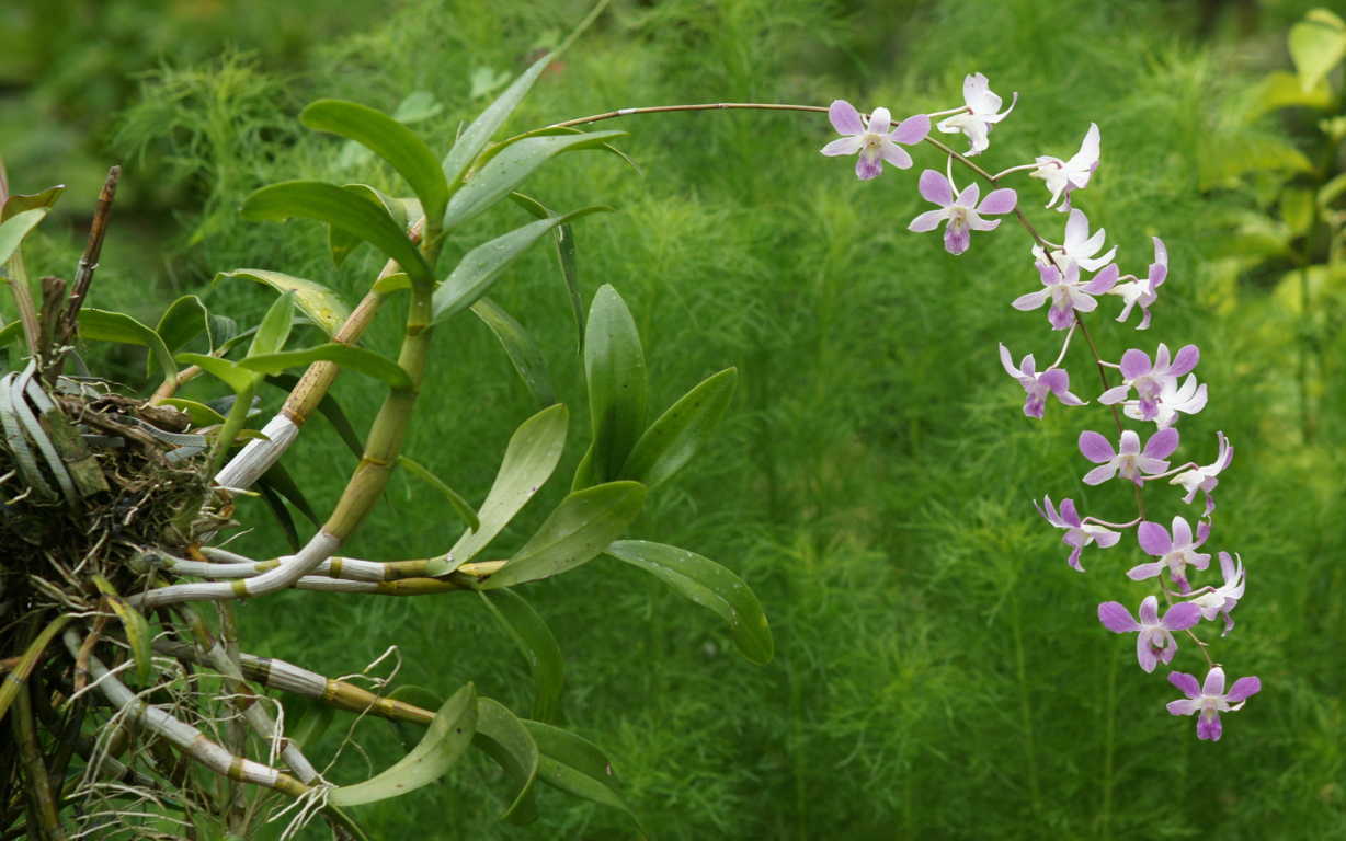 Bộ ảnh hoa lan rừng đẹp - Ảnh đẹp hoa