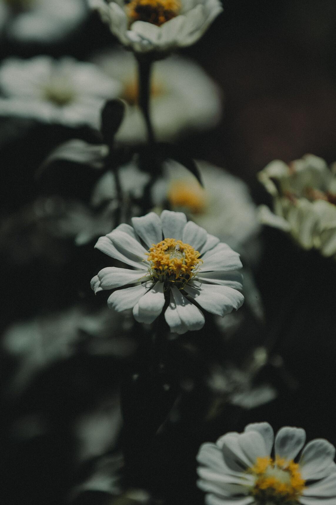 50+ hình ảnh hoa cúc dại tuyệt đẹp 16