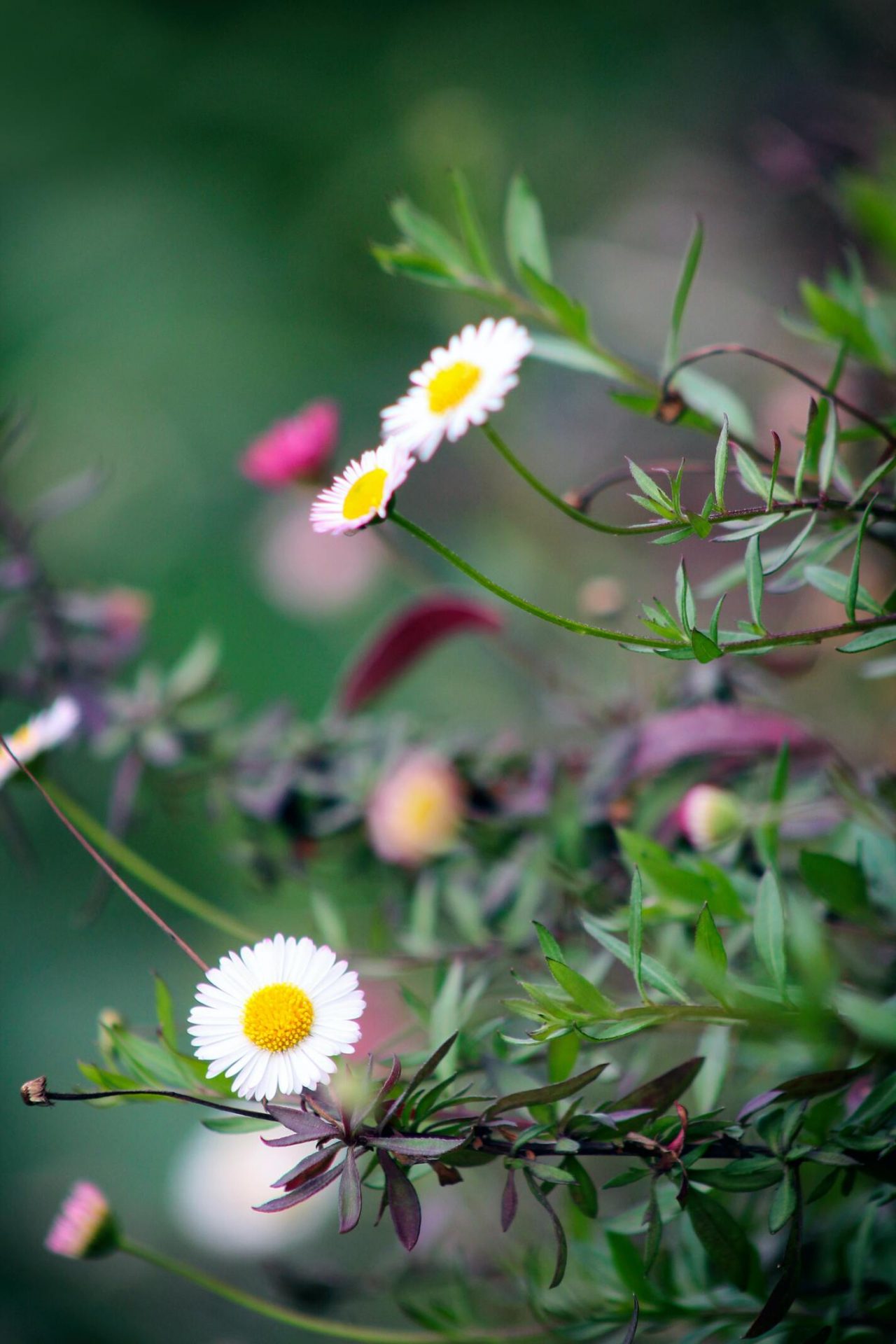 50+ hình ảnh hoa cúc dại tuyệt đẹp 18
