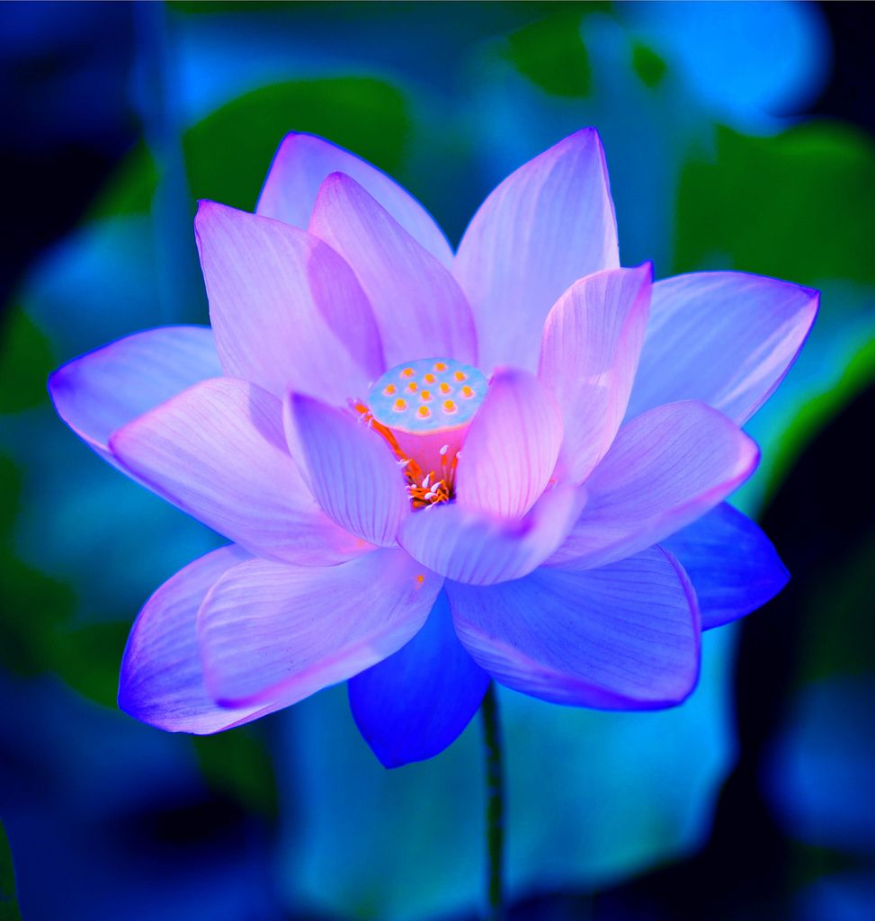 Bộ sưu tập hình ảnh hoa sen xanh đẹp nhất 24