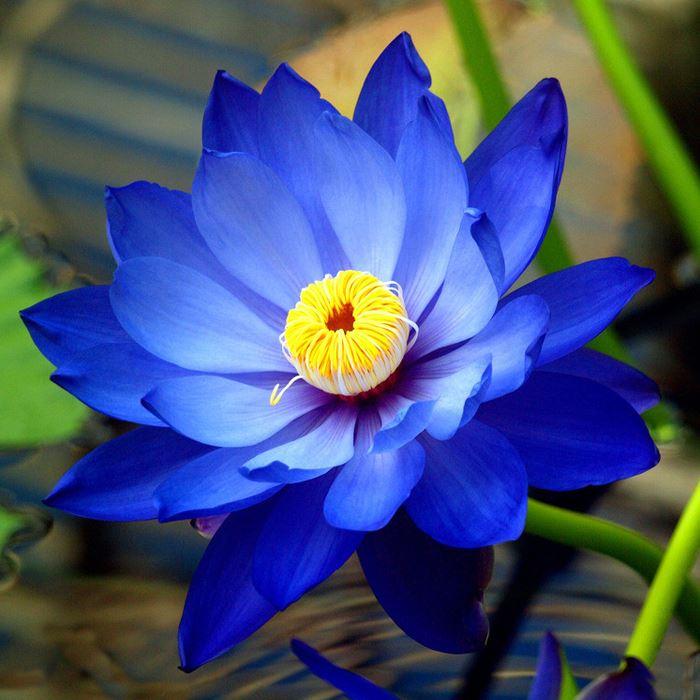 Bộ sưu tập hình ảnh hoa sen xanh đẹp nhất 25