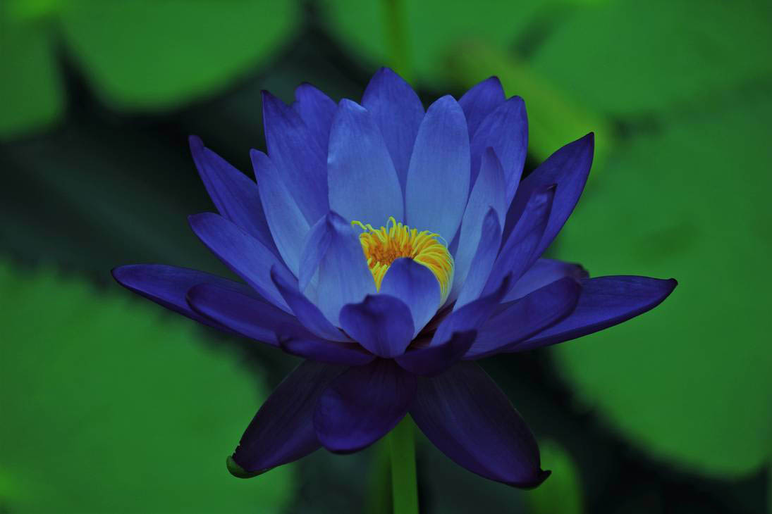 Bộ sưu tập hình ảnh hoa sen xanh đẹp nhất 26
