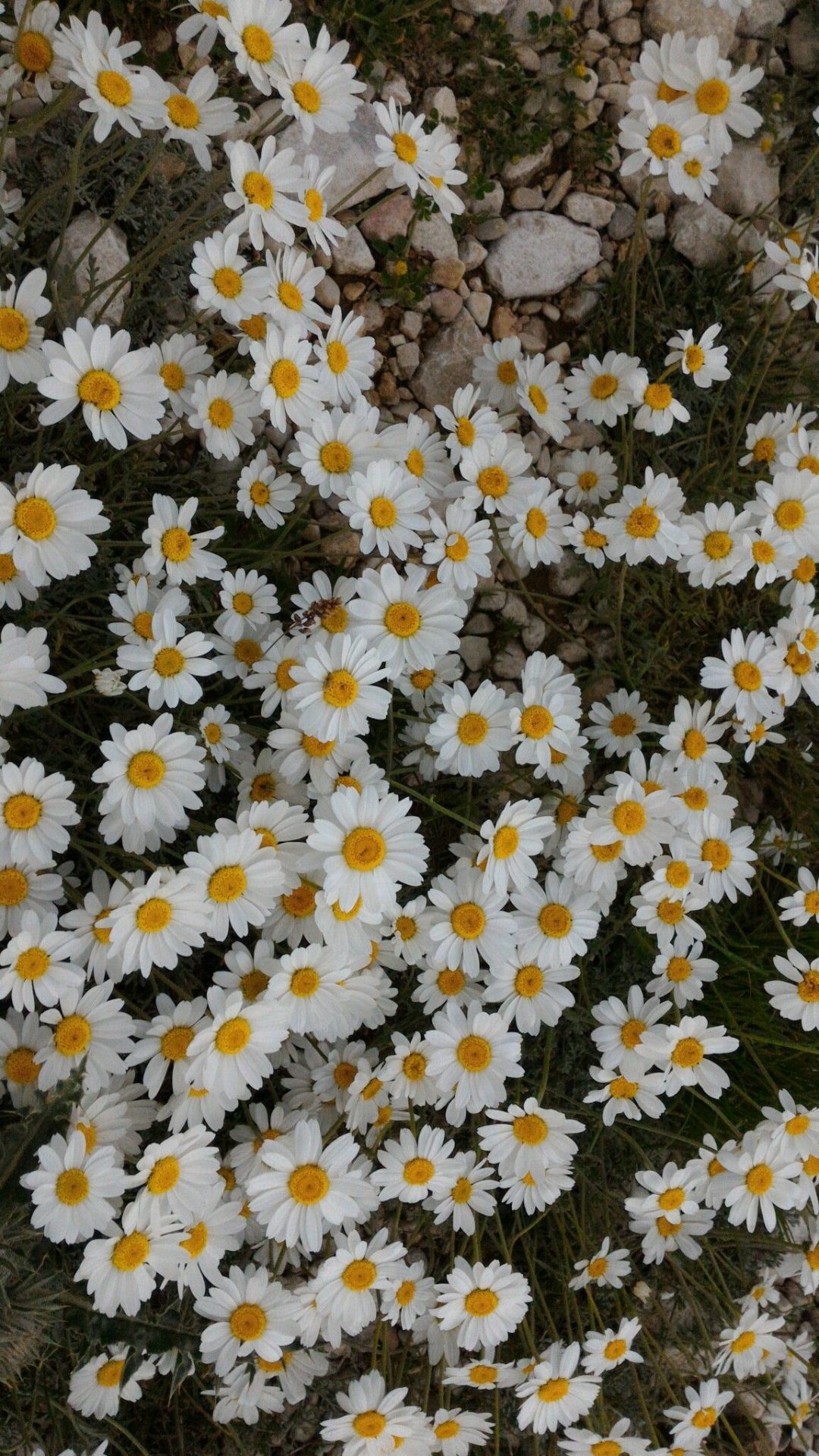 50+ hình ảnh hoa cúc dại tuyệt đẹp 26