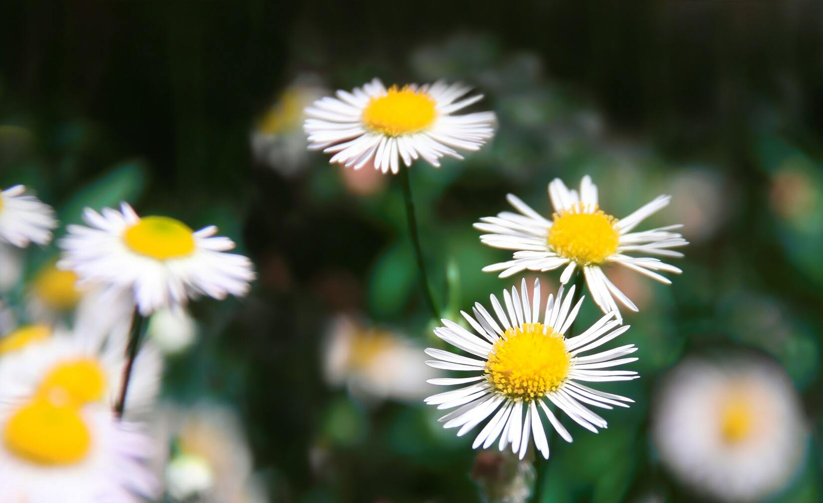 50+ hình ảnh hoa cúc dại tuyệt đẹp 30