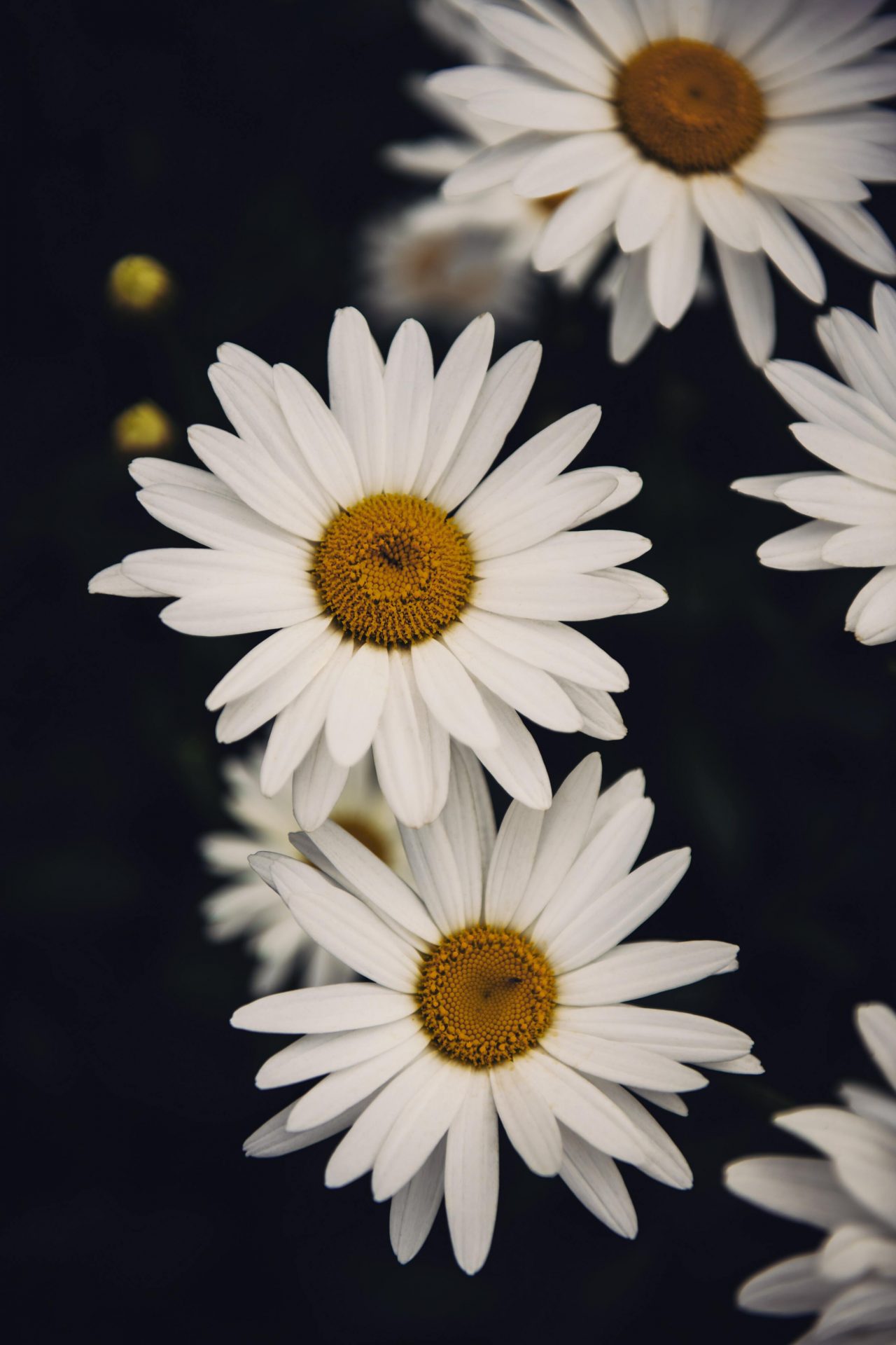 50+ hình ảnh hoa cúc dại tuyệt đẹp 32