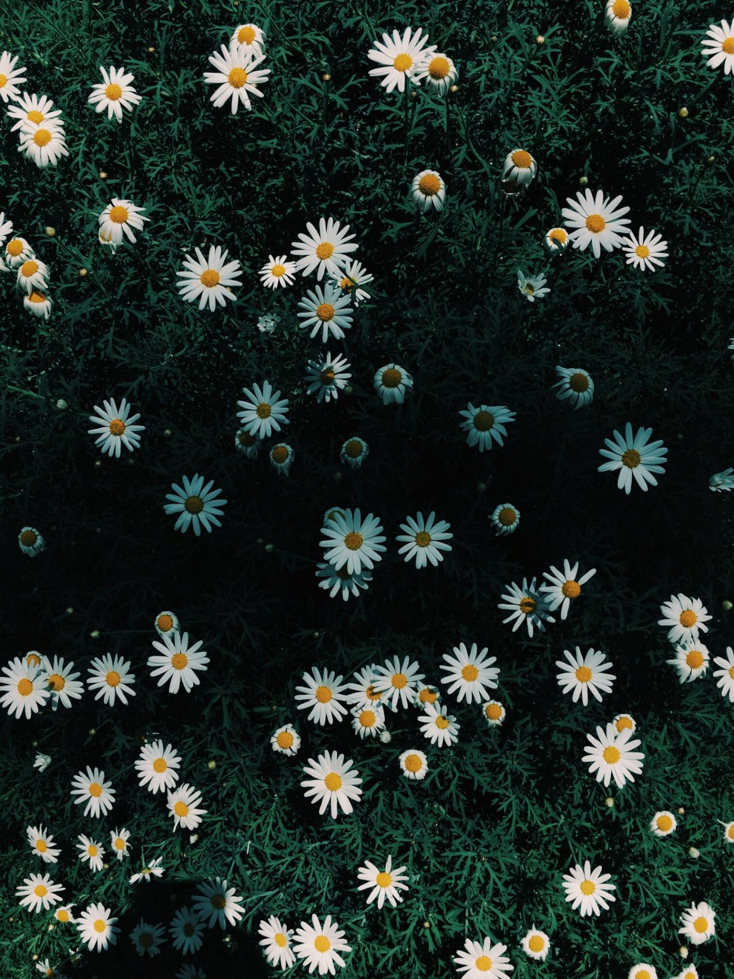 50+ hình ảnh hoa cúc dại tuyệt đẹp 33