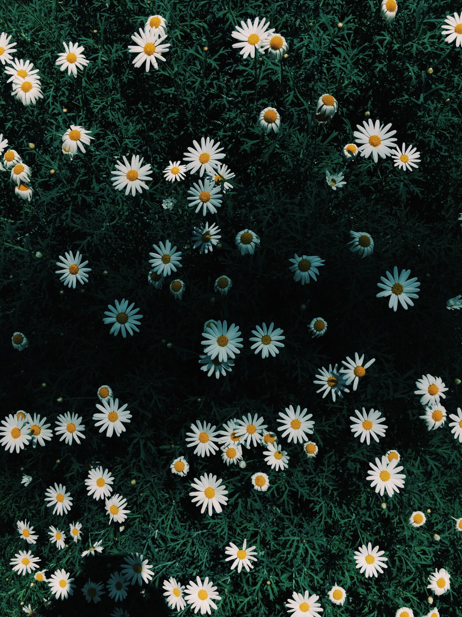 Hoa cúc dại giản dị và gần gũi nhưng lại ẩn chứa một sức mạnh tuyệt vời. Xem những hình ảnh về hoa cúc dại sẽ giúp bạn hiểu rõ hơn về ý nghĩa của sự bền vững và kiên trì trong cuộc sống.