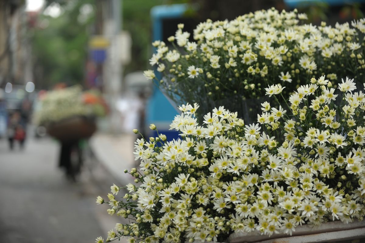 50+ hình ảnh hoa cúc dại tuyệt đẹp 46