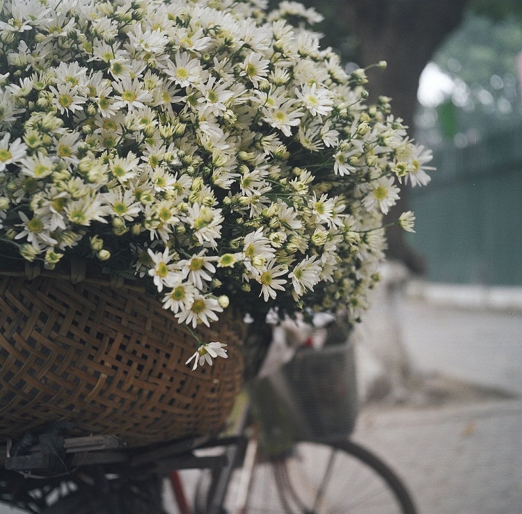 50+ hình ảnh hoa cúc dại tuyệt đẹp 47