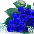 50 hình ảnh hoa hồng xanh đẹp nhất 5