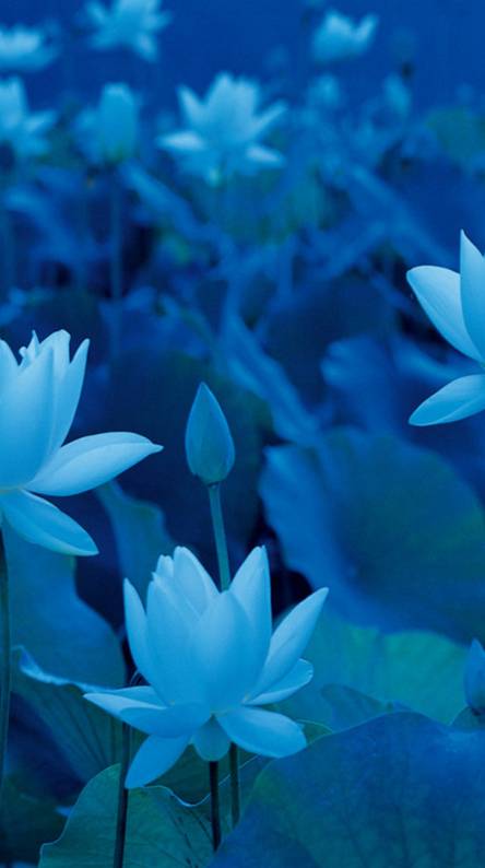 Bộ sưu tập hình ảnh hoa sen xanh đẹp nhất 32