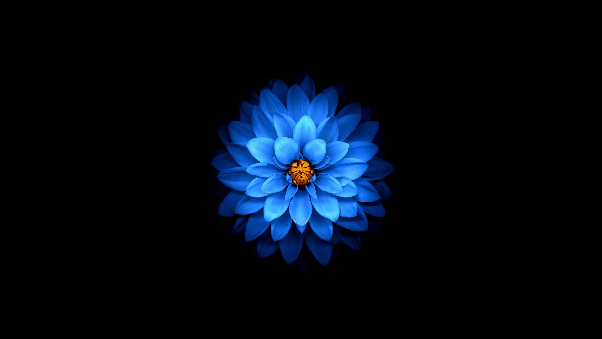 Bộ sưu tập hình ảnh hoa sen xanh đẹp nhất 33