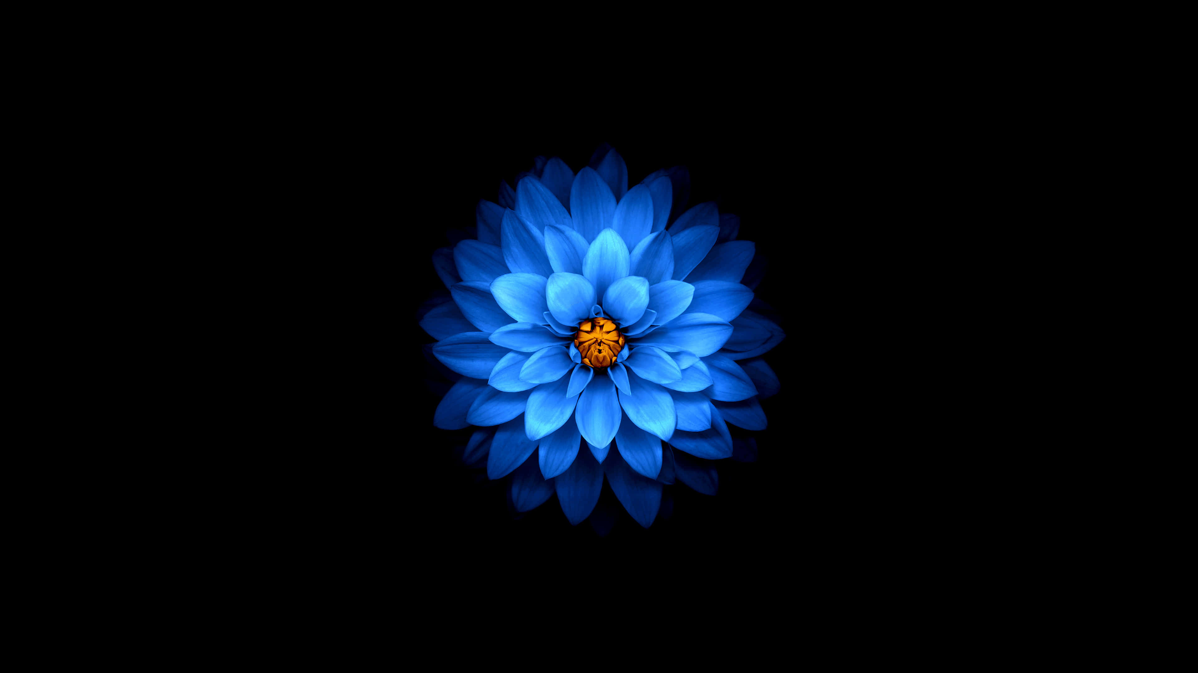 Bộ sưu tập hình ảnh hoa sen xanh đẹp nhất - Ảnh đẹp hoa