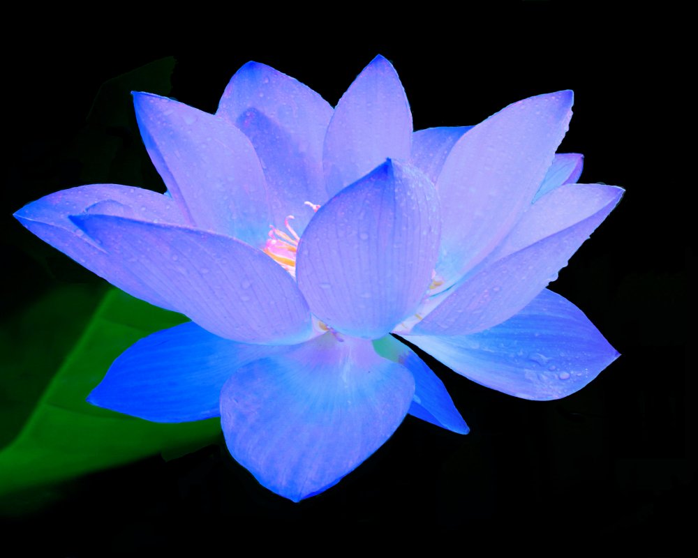 Bộ sưu tập hình ảnh hoa sen xanh đẹp nhất 40