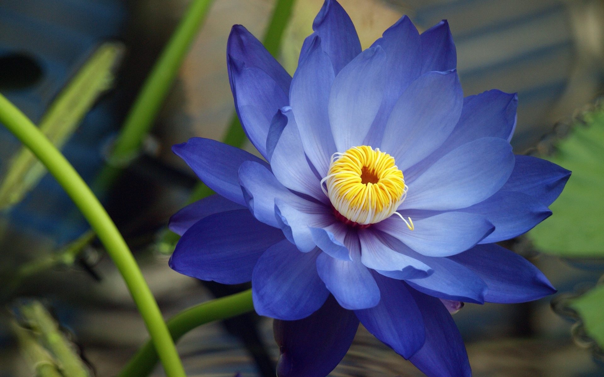 Bộ sưu tập hình ảnh hoa sen xanh đẹp nhất 45