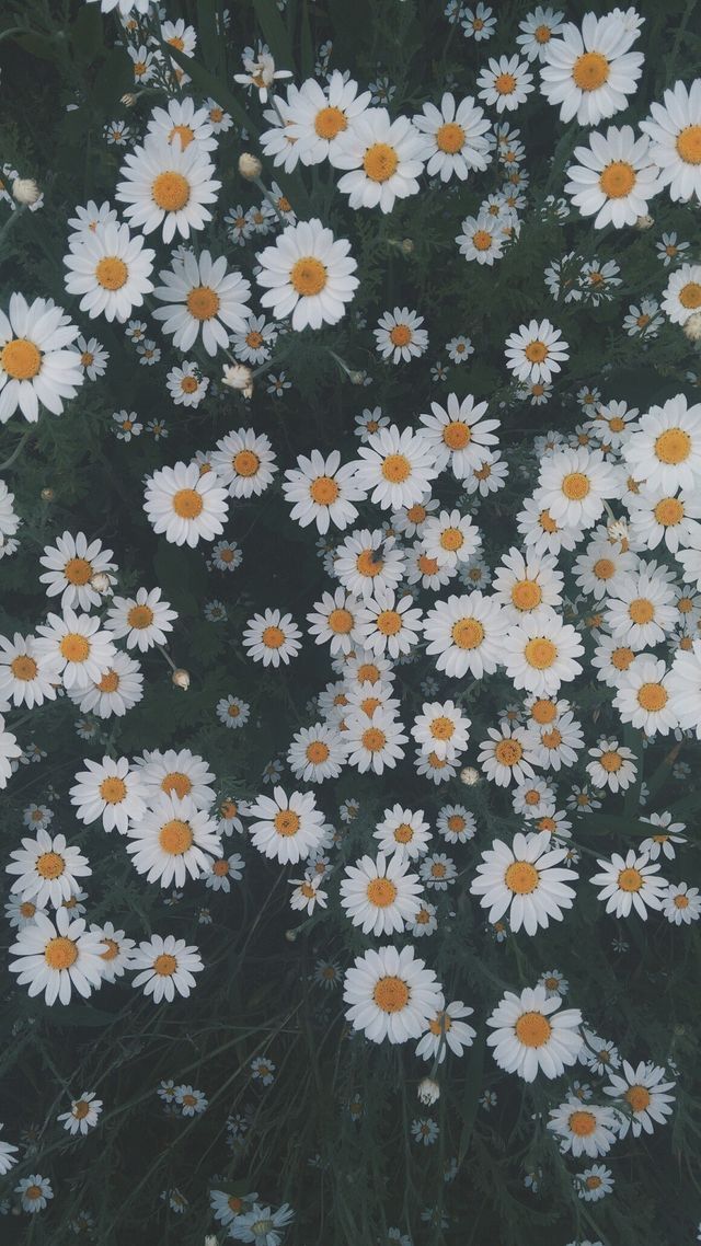 50+ hình ảnh hoa cúc dại tuyệt đẹp 51