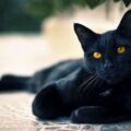 50 hình ảnh mèo đen (black cat) đẹp và dễ thương nhất 51